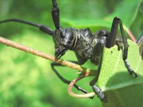 Фото Большой черный еловый усач