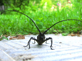 Фото Большой черный еловый усач