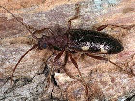 Смотреть фото Кавказский дровосек Фото Кавказский дровосек