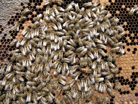 Смотреть фото Медоносная пчела Фото Медоносная пчела