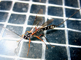 Смотреть фото Наездники Фото Наездники