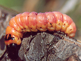 Смотреть фото Разнокрылые Фото Разнокрылые