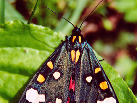 Медведица-госпожа Медведица-госпожа