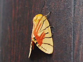 Фото Уединенная медведица