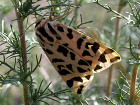 Фото Медведица монгольская