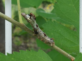 Фото Дикий тутовый шелкопряд