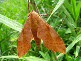 Фото Волнистый кланис