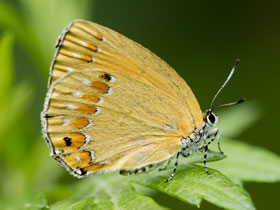 Смотреть фото Хвостатка Рафаэля Фото Хвостатка Рафаэля