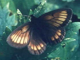 Фото Эребия Киндерманна