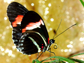 Фото Бабочка-мельпомена