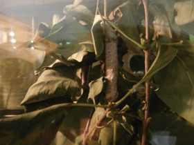 Смотреть фото Коконопряды Фото Коконопряды