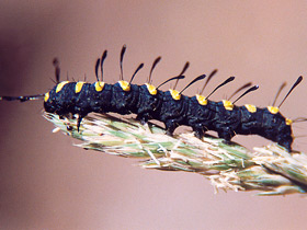 Фото Стрельчатка ольховая