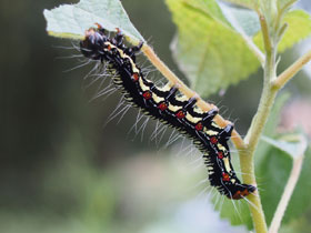 Смотреть фото Голубая аркте Фото Голубая аркте