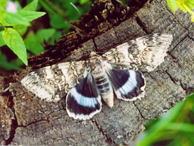 Смотреть фото Голубая орденская лента Фото Голубая орденская лента