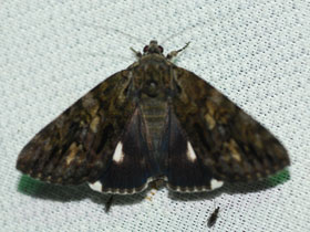 Фото Лента Нага