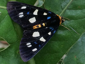 Смотреть фото Схожая мимевземия Фото Схожая мимевземия