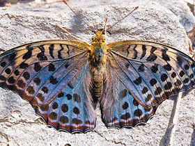 Фото Перламутровка зенобия