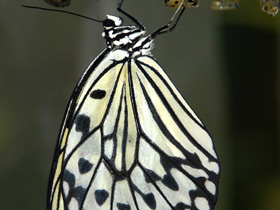 Смотреть фото Гигантская лесная нимфа Фото Гигантская лесная нимфа