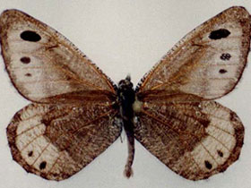 Фото Энеида Элуэса