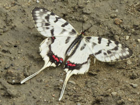 Фото Серицин Монтела