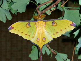 Павлиноглазка комета Павлиноглазка комета