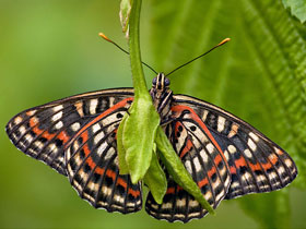 Фото Сёкия исключительная