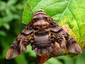 Смотреть фото Сфекодина хвостатая Фото Сфекодина хвостатая