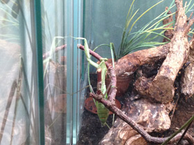 Фото Древесный богомол