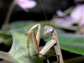 Фото Китайский богомол
