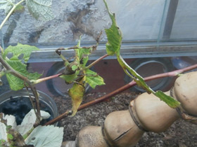 Смотреть фото Малазийский листовидный кузнечик Фото Малазийский листовидный кузнечик