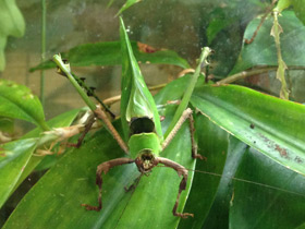 Смотреть фото Малазийский листовидный кузнечик Фото Малазийский листовидный кузнечик