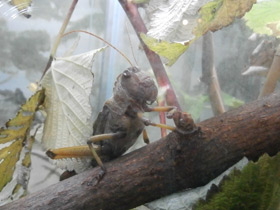 Фото Перелётная саранча