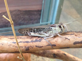 Фото Перелётная саранча