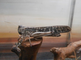 Фото Перелётная саранча