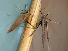 Смотреть фото Камбоджийский кузнечик Фото Камбоджийский кузнечик