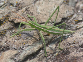 Смотреть фото Степная дыбка Фото Степная дыбка