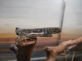 Смотреть фото Пустынная саранча Фото Пустынная саранча