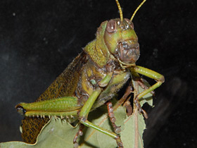 Фото Гигантская саранча