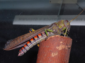 Фото Гигантская саранча