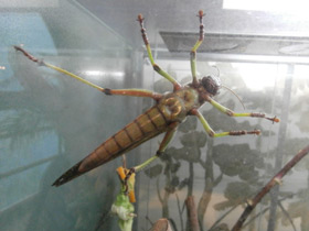 Фото Гигантская саранча