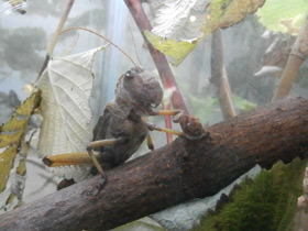 Фото Гигантская саранча