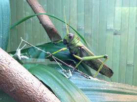 Фото Гигантская саранча