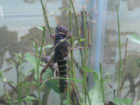 Фото Гигантская саранча