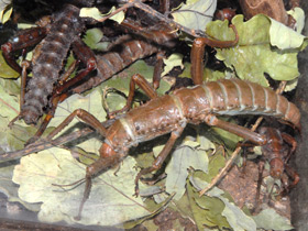 Смотреть фото Новогвинейский палочник Фото Новогвинейский палочник