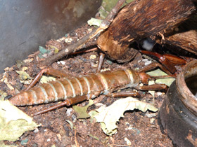 Смотреть фото Новогвинейский палочник Фото Новогвинейский палочник
