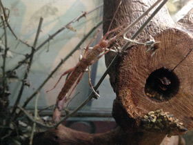 Смотреть фото Новогвинейский палочник Фото Новогвинейский палочник