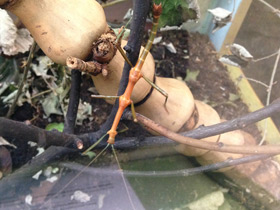 Смотреть фото Палочник перифетес Фото Палочник перифетес