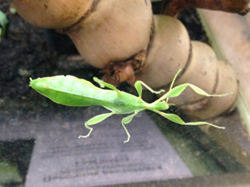 Смотреть фото Палочник-листовидка Фото Палочник-листовидка