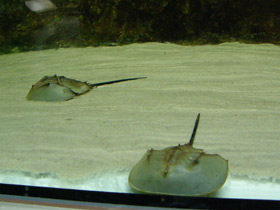 Смотреть фото Мечехвосты Фото Мечехвосты