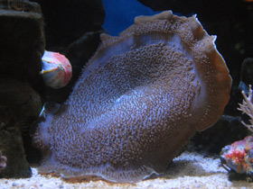 Смотреть фото Амплексидискус Фото Амплексидискус